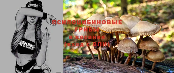 шишки Аркадак